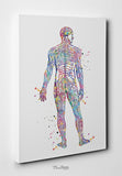 Nervous System Watercolor Print Circulatory System Human Veins Brain Anatomy Medicine Art Neurology Clinic Office Wall Art Medical Art-695
