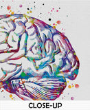 Brain Anatomy Watercolor Print Medical Art Science Art Graduation Gift Anatomy Neurology Human Brain Nurse Science Poster Psychological-972