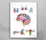 Endocrine Glands Art Watercolor Print Human Anatomy Medical Art Science Office Wall Art Endocrinology Art Endocrinologist Doctor Clinic-1326