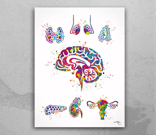 Endocrine Glands Art Watercolor Print Human Anatomy Medical Art Science Office Wall Art Endocrinology Art Endocrinologist Doctor Clinic-1326