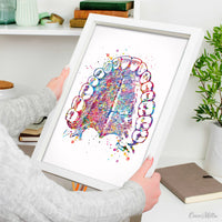 Tooth Anatomy and Palate Watercolor Print  Medical Art Tooth Anatomical Dental Clinic  Cabinet Art Dentistry Dentist Gift Doctor Art-219