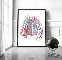 Tooth Anatomy and Palate Watercolor Print  Medical Art Tooth Anatomical Dental Clinic  Cabinet Art Dentistry Dentist Gift Doctor Art-219