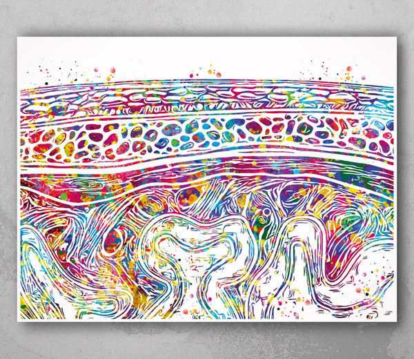 Meninges Watercolor Print Neuron Art Science Gift Neurology Nerve Cell Medical Student Brain Wall Art Neuroscience Gift Clinic Decor-2110