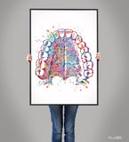 Tooth Anatomy and Palate Watercolor Print  Medical Art Tooth Anatomical Dental Clinic  Cabinet Art Dentistry Dentist Gift Doctor Art-219