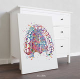 Tooth Anatomy and Palate Watercolor Print  Medical Art Tooth Anatomical Dental Clinic  Cabinet Art Dentistry Dentist Gift Doctor Art-219