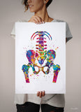 Pelvis and Vertebrae Watercolor Print Sacrum Hip Anatomy Orthopedic Skeletal System Femur Medical Art Poster Clinic Spine Chiropractic-197