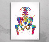 Pelvis and Vertebrae Watercolor Print Sacrum Hip Anatomy Orthopedic Skeletal System Femur Medical Art Poster Clinic Spine Chiropractic-197