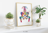 Pelvis and Vertebrae Watercolor Print Sacrum Hip Anatomy Orthopedic Skeletal System Femur Medical Art Poster Clinic Spine Chiropractic-197