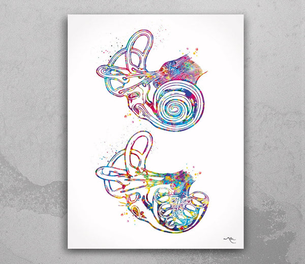 Cochlea of Inner Ear Anatomy Watercolor Print Audiologist Gift Audiology Art Science Art Ear Diagram Clinic Decor Vestibule Medical Art-1085