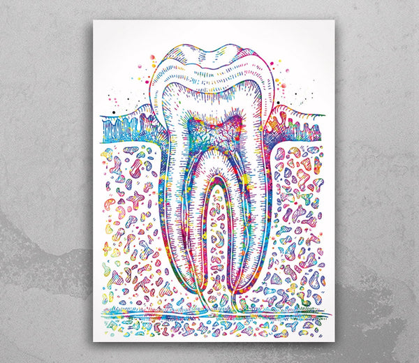 Molar Tooth Cross Section Watercolor Print Teeth Medical Art Surgeon Dental Clinic Office Decor Gift Dentist Dentistry Canvas Wall Art-730