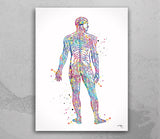 Nervous System Watercolor Print Circulatory System Human Veins Brain Anatomy Medicine Art Neurology Clinic Office Wall Art Medical Art-695