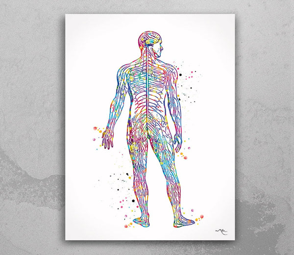 Nervous System Watercolor Print Circulatory System Human Veins Brain Anatomy Medicine Art Neurology Clinic Office Wall Art Medical Art-695