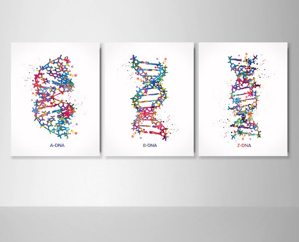 DNA molecule a-dna, b-dna, z-dna Watercolor Print Set Medical Wall Art Medical Art Science Art Genetic Laboratory Medical Student Gift-1056
