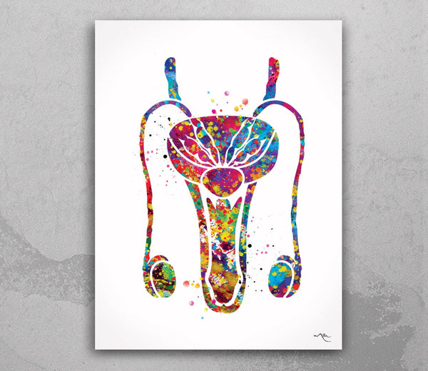 Reproductive System Male Anatomy Watercolor Print Human Organs Urology Penis Fertility Clinic Decor Urology Medical Art Nurse Doctor Art-558