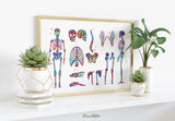 Skeletal System Watercolor Print Human Body Anatomy Art Medical Art Medicine Skull Art Wall Hanging Graduation Gift Clinic Decor Gift-1025
