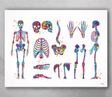 Skeletal System Watercolor Print Human Body Anatomy Art Medical Art Medicine Skull Art Wall Hanging Graduation Gift Clinic Decor Gift-1025