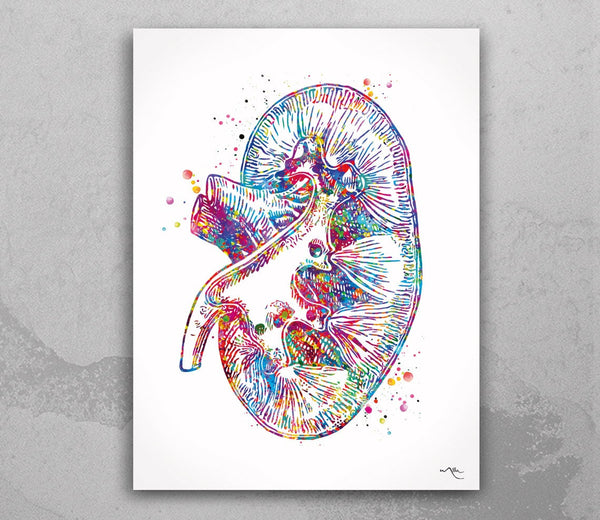 Kidney Art Watercolor Print Clinic Wall Art Urology Nephrology Office Kidney Transplant Wall Hanging Organ Donor Gift Urologist Decor-2309