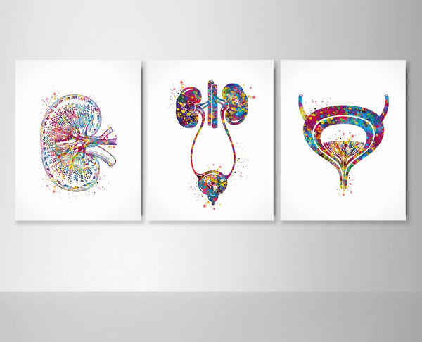 Urology Art Watercolor Print Set of 3 Office Clinic Urinary Tract Wall Art Nephrologist Medical Art Nephrology Decor Kidney Bladder -2311
