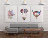 Urology Art Watercolor Print Set of 3 Office Clinic Urinary Tract Wall Art Nephrologist Medical Art Nephrology Decor Kidney Bladder -2311
