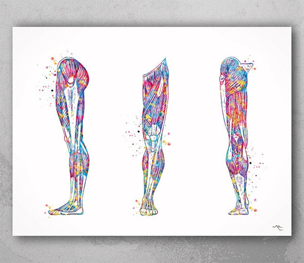 Human Leg Muscles Watercolor Print Leg Anatomy Orthopedic Leg Muscles Physiotherapists Office Decor Medical Art Chiropractic Clinic-2345
