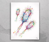 Escherichia Coli Watercolor Print Medical Art e coli Microbiologist Wall Art Bioscience Microbiology Virus Biology Bacteria Microscopy-81