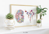 Kidney and Glomerulus Watercolor Print Urinary Tract Medical Art Decor Medical Office Clinic Kidney Anatomy Nephrology Office Wall Art-2307