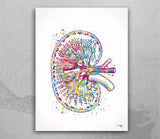 Urology Art Watercolor Print Set of 3 Office Clinic Urinary Tract Wall Art Nephrologist Medical Art Nephrology Decor Kidney Bladder -2311