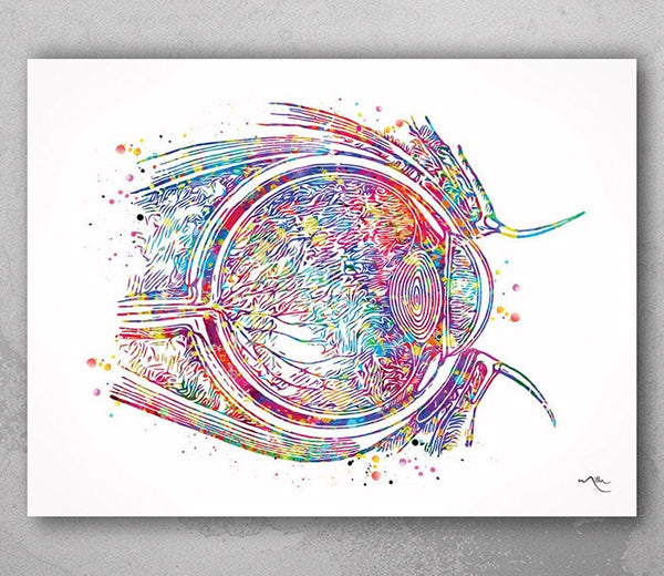 Eye Cross Section Watercolor Print Eye Anatomy Optometrist Optician Poster Medical Art Ophthalmology Eye Ball Doctor Office Wall Art-179