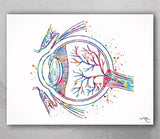 Eye Anatomy Watercolor Print Human Eye Optometrist Optician Poster Medical Art Ophthalmology Eye Ball Clinic Wall Art Decor Science Art-2466