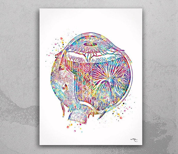 Eye Anatomy Watercolor Print Human Eye Optometrist Optician Poster Medical Art Ophthalmology Eye Ball Clinic Wall Art Decor Science Art-1194