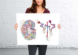 Kidney and Glomerulus Watercolor Print Urinary Tract Medical Art Decor Medical Office Clinic Kidney Anatomy Nephrology Office Wall Art-2307