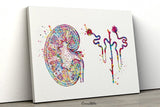 Kidney and Glomerulus Watercolor Print Urinary Tract Medical Art Decor Medical Office Clinic Kidney Anatomy Nephrology Office Wall Art-2307