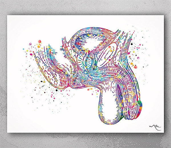 Male Reproductive Anatomy Watercolor Print Human Organs Anatomical Penis Clinic Decor Art Student Urology Medical Art Nurse Doctor Art-1211