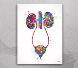 Urology Art Watercolor Print Set of 3 Office Clinic Urinary Tract Wall Art Nephrologist Medical Art Nephrology Decor Kidney Bladder -2311