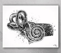 Ear Anatomy Watercolor Print Middle Ear Art Audiologist Gift Audiology Art Science Art Ear Diagram Clinic Decor Vestibule Medical Art-248