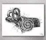 Ear Anatomy Watercolor Print Middle Ear Art Audiologist Gift Audiology Art Science Art Ear Diagram Clinic Decor Vestibule Medical Art-248