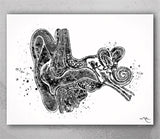 Ear Anatomy Watercolor Print Audiologist Gift Audiology Poster Science Art Ear Diagram Anatomical Clinic Decor Medical Art Ear Poster-1064