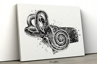 Ear Anatomy Watercolor Print Middle Ear Art Audiologist Gift Audiology Art Science Art Ear Diagram Clinic Decor Vestibule Medical Art-248
