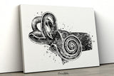 Ear Anatomy Watercolor Print Middle Ear Art Audiologist Gift Audiology Art Science Art Ear Diagram Clinic Decor Vestibule Medical Art-248