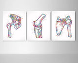 Orthopedic Art Watercolor Print Set of 3 Hip Joint Knee Shoulder Human Bone Anatomy Medical Art Physical Therapy Chiropractor Clinic-2006
