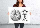 Circle Of Willis Watercolor Print Arteries Brain Medical Art Neurologist Office Wall Art Neurology Cerebral Neuroscience Wall Hanging-362