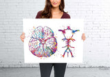Circle Of Willis Watercolor Print Arteries Brain Medical Art Neurologist Office Wall Art Neurology Cerebral Neuroscience Wall Hanging-362