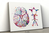 Circle Of Willis Watercolor Print Arteries Brain Medical Art Neurologist Office Wall Art Neurology Cerebral Neuroscience Wall Hanging-362
