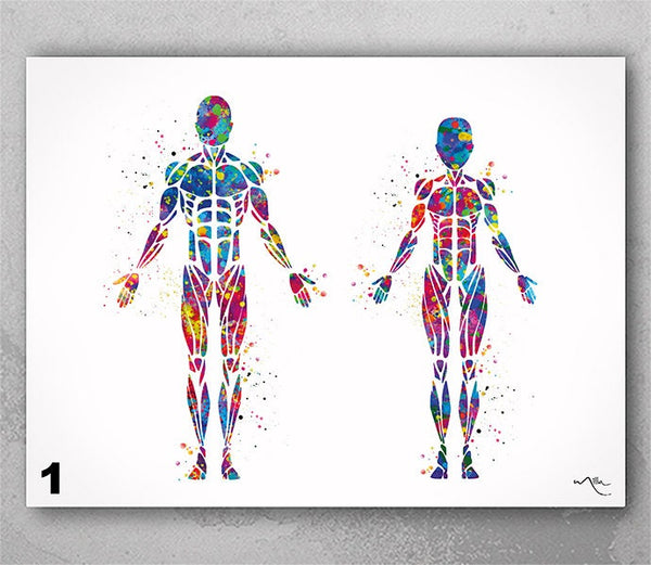 Muscular System of Male and Female Watercolor Print Anatomy Art Medical Art Orthopedic Body Wall Hanging Graduation Gift Clinic Decor-2616