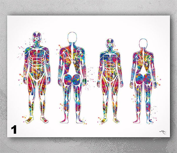 Human Muscular System Watercolor Print Male and Female Anatomy Art Medical Art Orthopedic Wall Hanging Graduation Gift Clinic Decor-2635