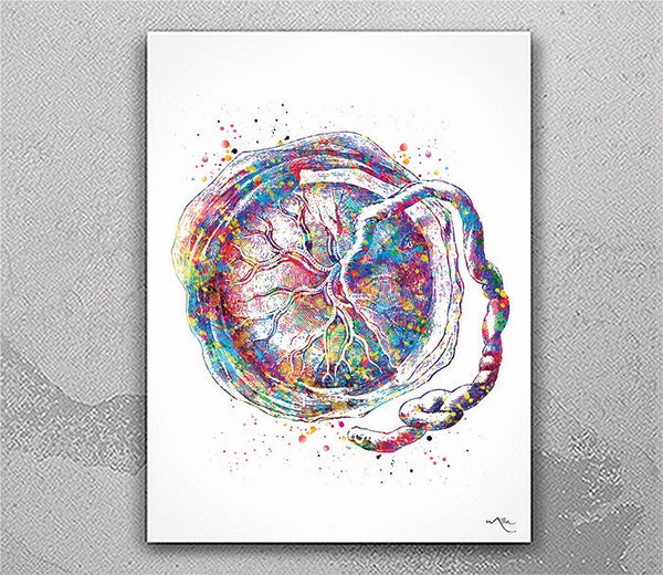 Placenta Umbilical Cord Pregnancy Art Watercolor Print Pregnancy Clinic Doctor Gynecolog Obstetrician Nursing Midwife Baby Medical Art-2699