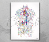 Lymphatic System Watercolor Print Endocrinology Lymph Nodes Anatomy Endocrionologist Gift Clinic Massage Therapy Wall Art Medical Art-2856