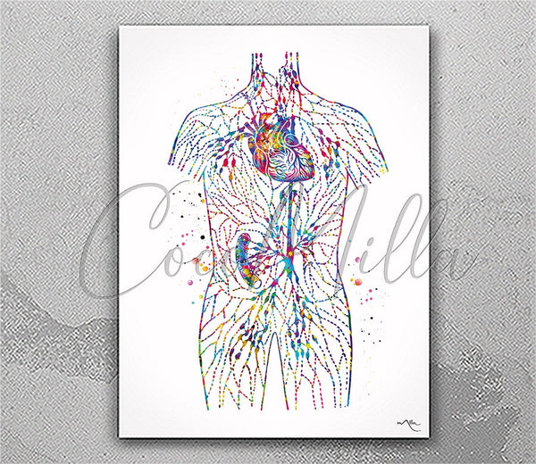 Lymphatic System Watercolor Print Endocrinology Lymph Nodes Anatomy Endocrionologist Gift Clinic Massage Therapy Wall Art Medical Art-2856