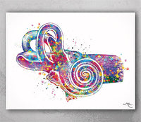 Ear Anatomy Watercolor Print Middle Ear Art Audiologist Gift Audiology Art Science Art Ear Diagram Clinic Decor Vestibule Medical Art-248