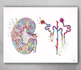 Kidney and Glomerulus Watercolor Print Urinary Tract Medical Art Decor Medical Office Clinic Kidney Anatomy Nephrology Office Wall Art-2307